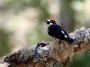 CostaRica06 - 093 * Acorn Woodpecker